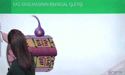 EBA BİYOLOJİ LİSE - DESTEK VE HAREKET SİSTEMİ; ÇİZGİLİ KASLARIN ÖZELLİKLERİ - KAS KASILMASININ KİMYASAL İŞLEYİŞİ