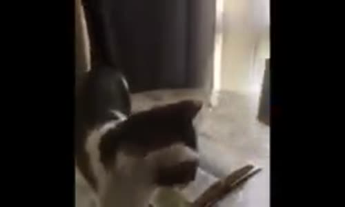 İnsanlardan Daha Akıllı Daha Duyarlı Olan Kedi