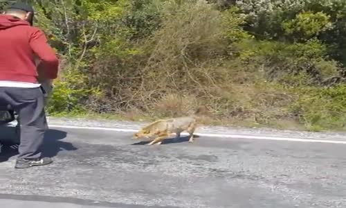 Gençler Yanlarına Gelen Çakalı Beslemeye Çalışırken Az Kalsın Yem Oluyorlardı