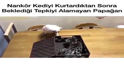 Nankör Kediyi Kurtardıktan Sonra Beklediği Tepkiyi Alamayan Papağan