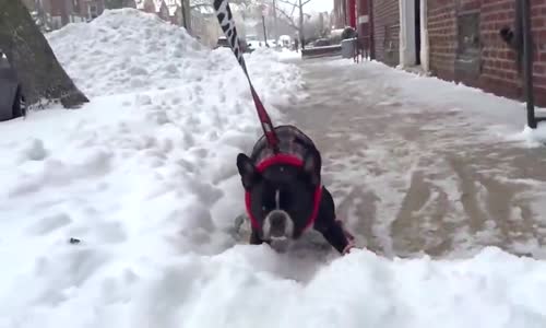 Karda Yürümekten Hiç Hoşlanmayan Fransız Bulldog