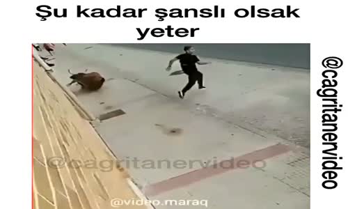 Gencin Boğalardan Muhteşem Kaçışı