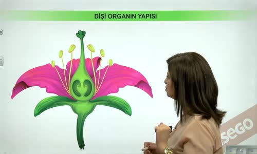 EBA BİYOLOJİ LİSE - BİTKİLERDE EŞEYLİ ÜREME - BİTKİLERDE ÜREME - ÇİÇEKLİ BİTKİLERDE DİŞİ VE ERKEK ORGAN YAPISI VE İŞLEVLERİ