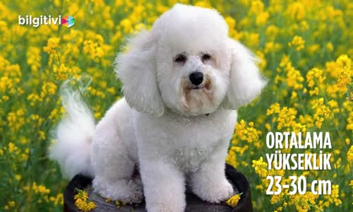 Bichon Frise Cinsi Köpeklerin Özellikleri