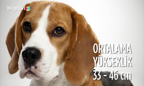 Beagle Cinsi Köpeklerin Özellikleri ve Bakımı