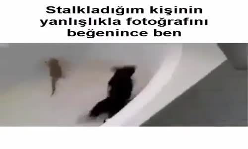 Kertenkeleden Korkan Kedi 