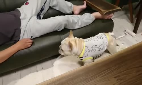 Sahibi Uyurken Üşümesin Diye Battaniye Getiren Köpek