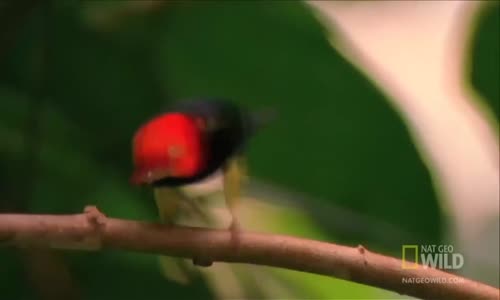 Michael Jackson'a Taş Çıkaran Manakin Kuşu