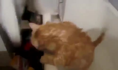 Küvetten Çıkamayan Şişman Kedi