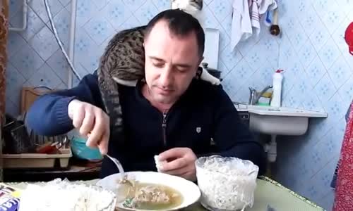 Sahibinin Kafasından İnmeyen Kedi