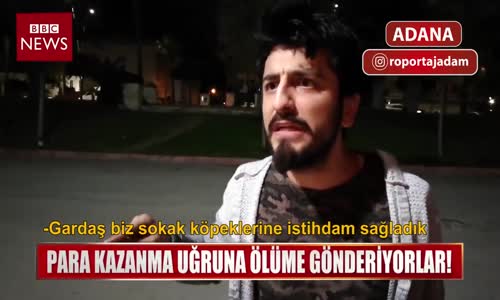 Sokak Köpeği Dövüşleri İçin Lig Kurdular  Röportaj Adam