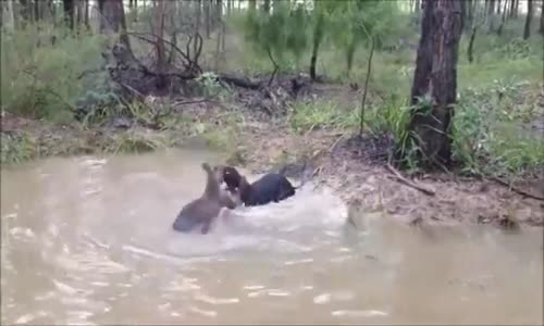 Kanguru Köpeği Suya Sokup Dövüyor