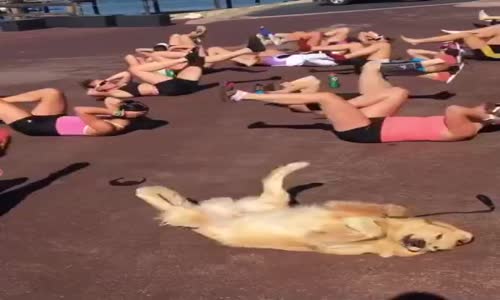 Spor Yapmaya Çalışan Köpek