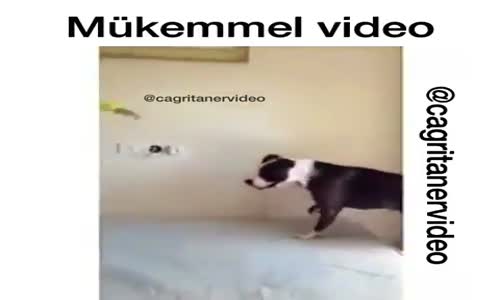 Mükemmel Video