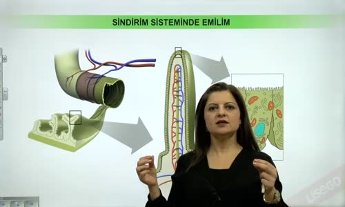 EBA BİYOLOJİ LİSE - SİNDİRİM SİSTEMİ - İNSANDA BESİNLERİN SİNDİRİMİ VE EMİLİMİ - BESİNLERİN EMİLİMİ