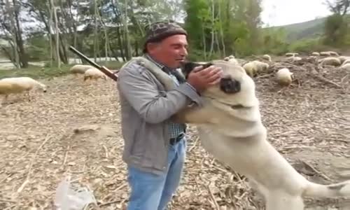 Hunharca Kangal Seven Dayı