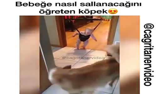 Bebeğe Nasıl Sallanacağını Öğreten Köpek