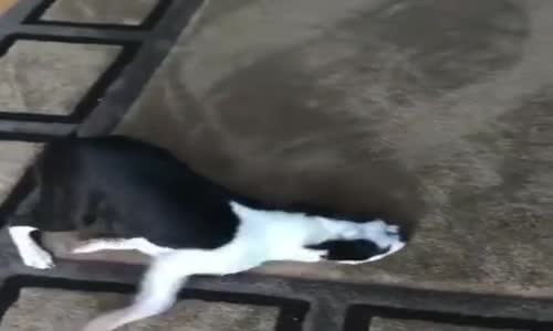 Kendini Balık Zanneden Köpek