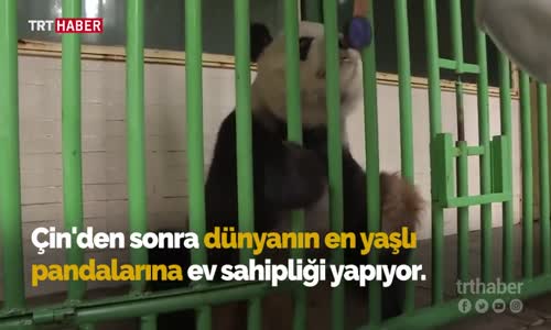 Meksikalı Pandalar Yaş Rekoru Kırıyor