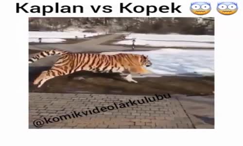 Kaplanla Köpek