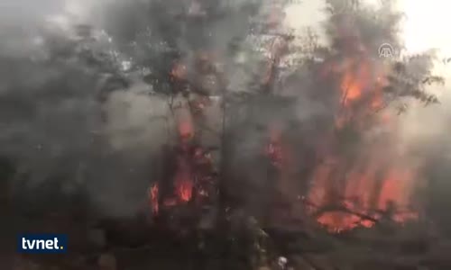 Eskişehir'de Orman Yangını