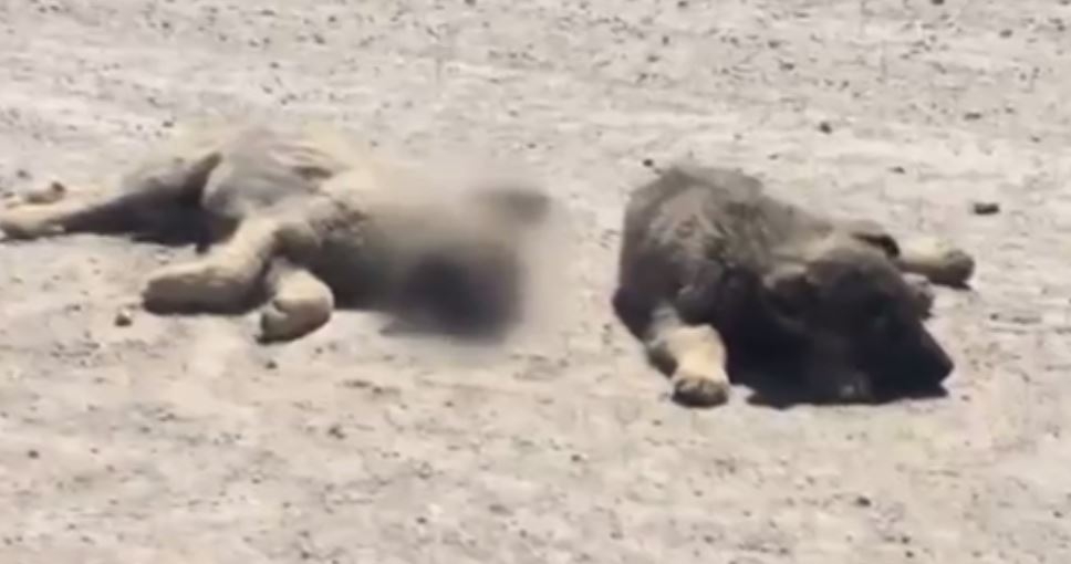 Yavru Köpek Ölen Kardeşinin Yanından Ayrılmadı 