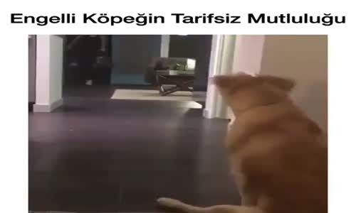 Engelli Köpeğin Tarifsiz Mutluluğu