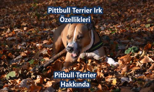 Pitbull Terrier Irk Özellikleri