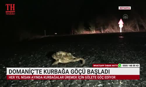 DOMANİÇ’TE KURBAĞA GÖÇÜ BAŞLADI