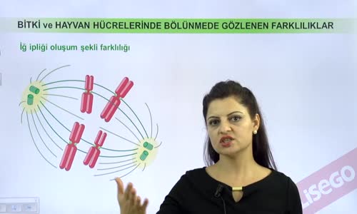 EBA BİYOLOJİ LİSE - HÜCRE BÖLÜNMELERİ - MİTOZ VE EŞEYSİZ ÜREME - HÜCRE DÖNGÜSÜ VE MİTOZ EVRELERİ - BİTKİ VE HAYVAN HÜCRELERİNDE BÖLÜNMEDE GÖZLENEN FARKLILIKLAR