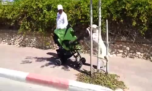 Bebek Arabasıyla Bebek Gezdiren Köpek