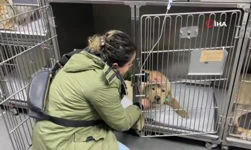 Hemşire Sahiplendiği Köpeğine Çarpan Aracın Peşini Bırakmadı Sürücüden Şikayetçi Oldu 