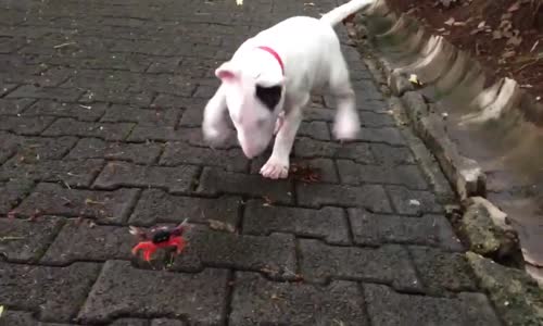 Bull Teriyer Köpeğin Yengeç ile Mücadelesi