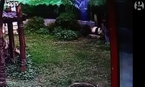 Panda, kafesine izinsiz giren adamı güreşerek kaçı....