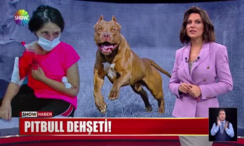 Pitbull dehşeti!