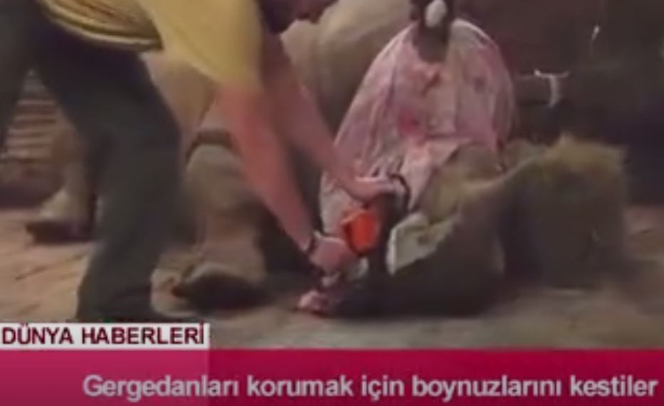 Gergedanları Korumak İçin Boynuzlarını Kestiler