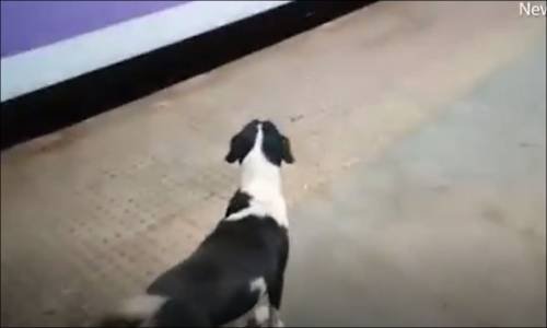 Her Gece Aynı Treni Bekleyen Köpeğin Yürek Burkan Hikayesi