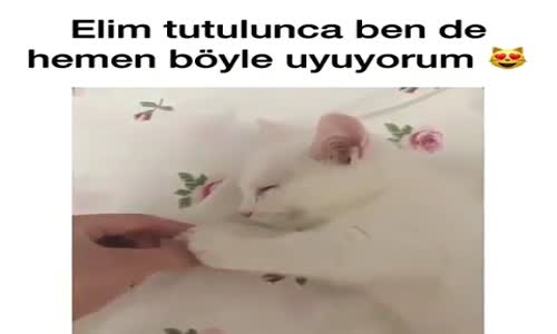 Kedinin Elini Tutunca Uyuması