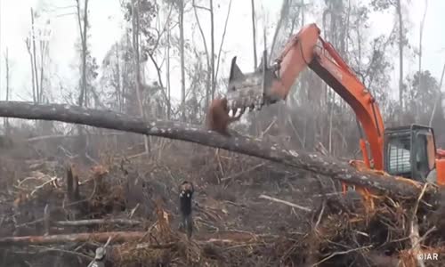 Buldozere Meydan Okuyan Orangutan