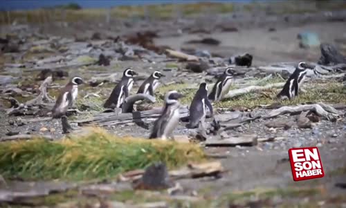 Eşini başka erkekle basan penguen çıldırdı