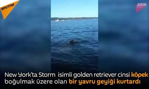 Boğulan Yavru Geyiği Kurtaran Kahraman Köpek