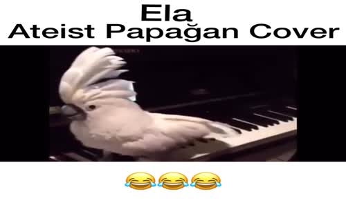 Ela - Ateist Papağan Cover