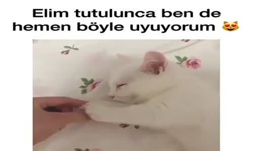 Kedinin Patisini Tutuğu An Hemen Uykuya Dalıyor 