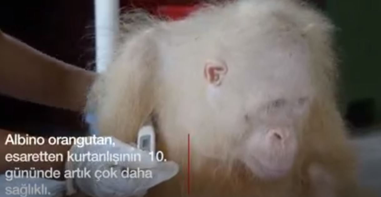 İlk Kez Karşılaşılan Albino Orangutan Artık Daha İyi 