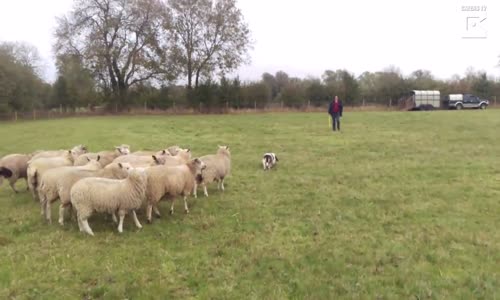 Köpeği Takip Eden Koyun Sürüsü