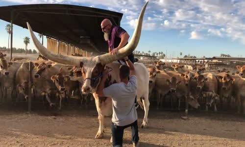 Devasa Büyüklükteki Boynuzlara Sahip İnek