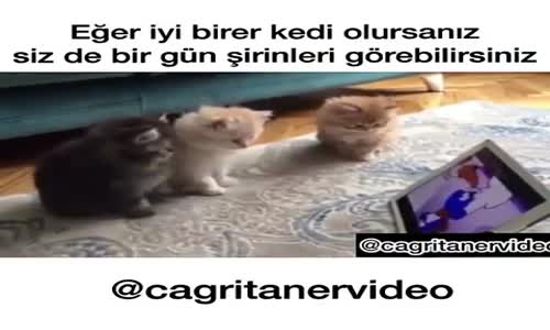 Şirinleri İzleyen Kediler