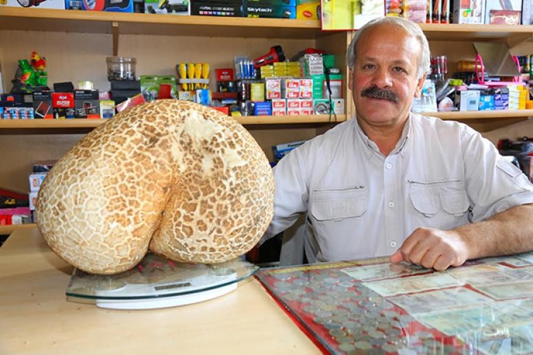 Bayburt'ta Dev Mantar Bulundu