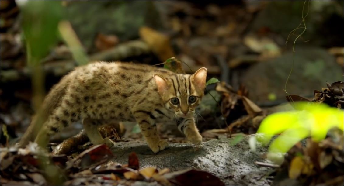 Dünyanın En Küçük Kedigili Paslı Kedi