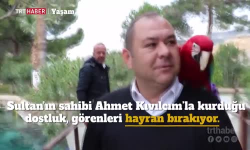 Denizli'nin En Tanınmış Papağanı Sultan